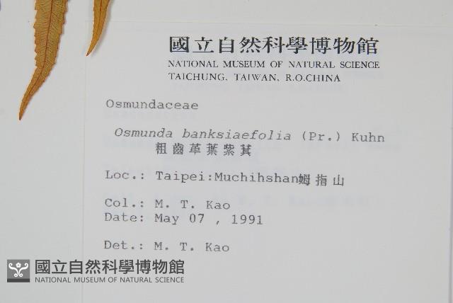 粗齒革葉紫萁藏品圖，第2張