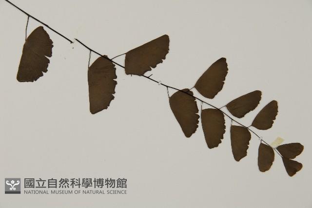 半月形鐵線蕨藏品圖，第3張