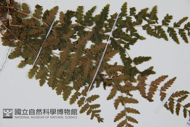 登錄號:P004015藏品圖，第3張