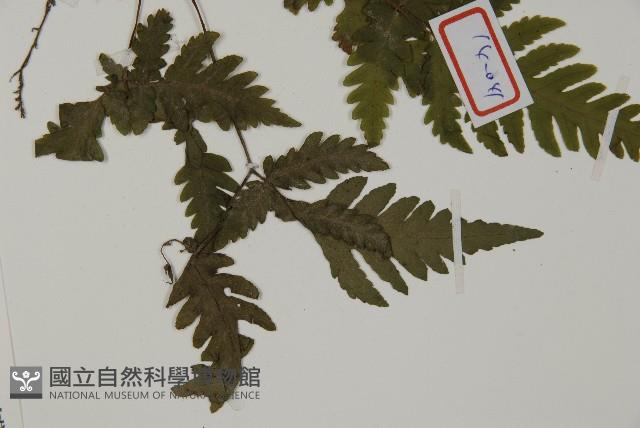 薄葉三叉蕨藏品圖，第3張