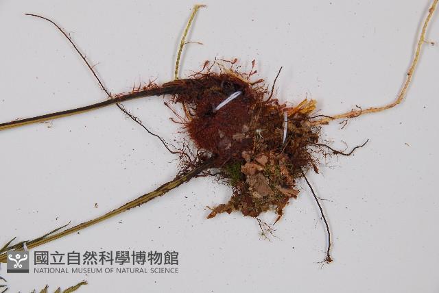 威氏鐵角蕨藏品圖，第3張