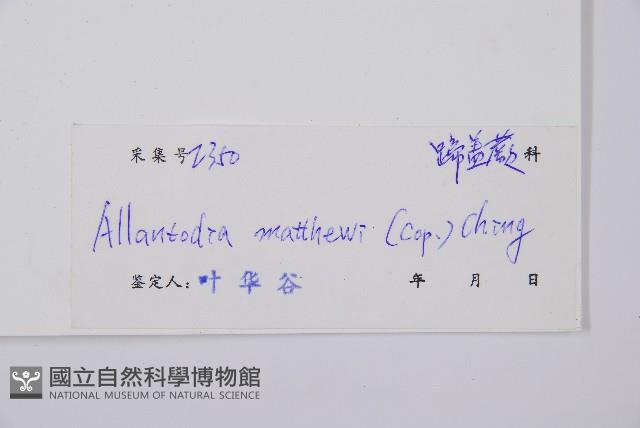 闊葉短腸蕨藏品圖，第6張