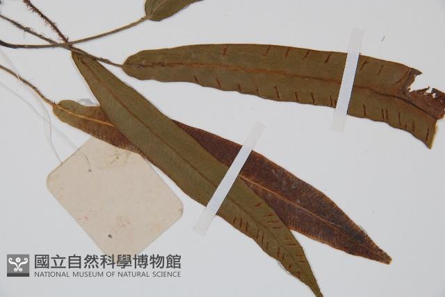 單葉雙蓋蕨藏品圖，第3張