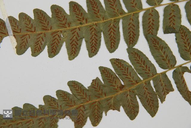 毛柄短腸蕨藏品圖，第3張