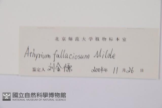 麥稈蹄蓋蕨藏品圖，第3張