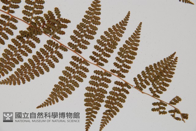 刺柄碗蕨藏品圖，第3張