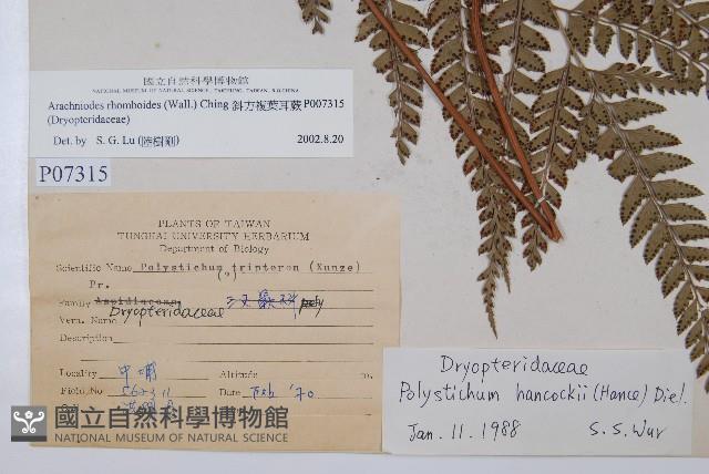 斜方複葉耳蕨藏品圖，第2張