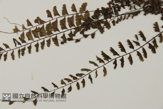 愛氏鐵線蕨藏品圖，第3張