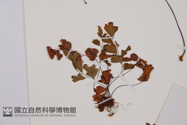 鐵線蕨藏品圖，第2張