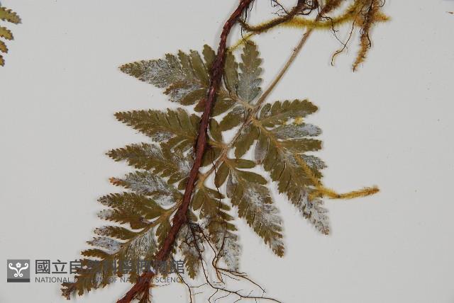 陰石蕨藏品圖，第3張