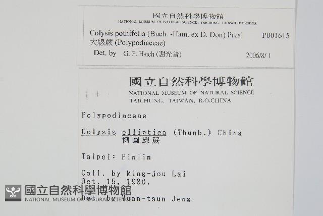 大線蕨藏品圖，第2張