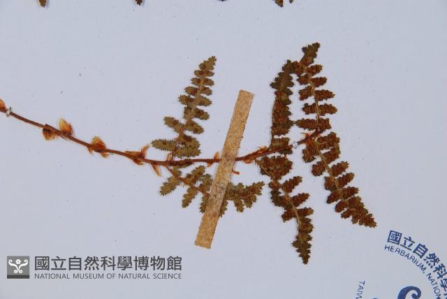 腺鱗毛蕨藏品圖，第3張