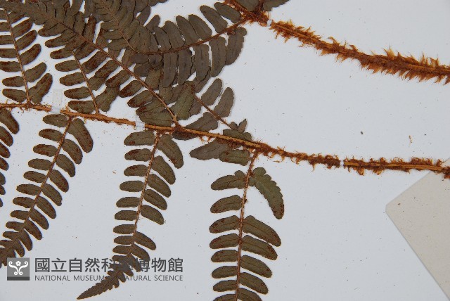 闊鱗鱗毛蕨藏品圖，第3張