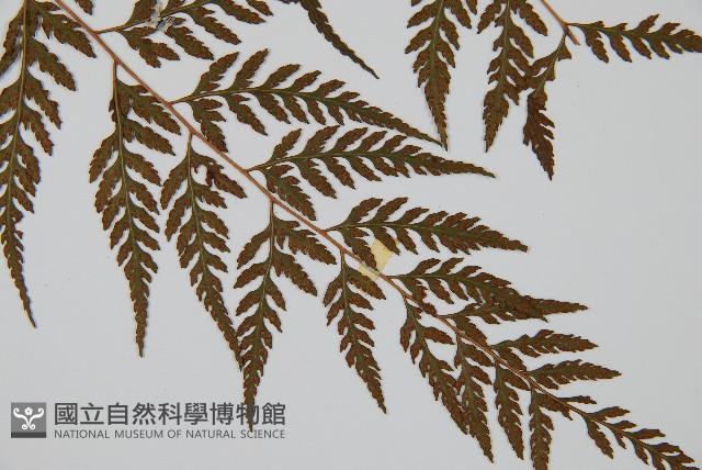 大葉骨碎補、台灣骨碎補、骨碎補藏品圖，第3張