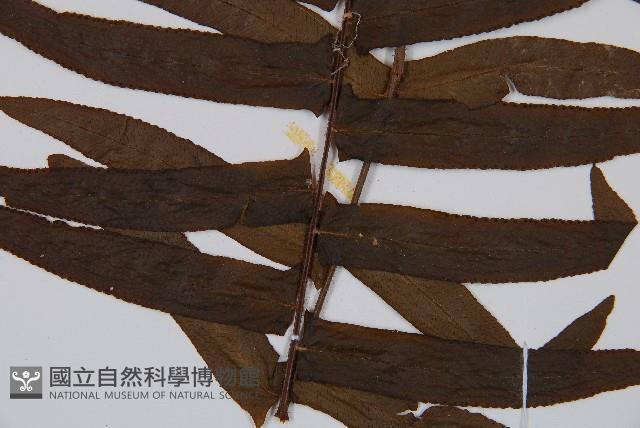 虎克氏鱗蓋蕨藏品圖，第3張