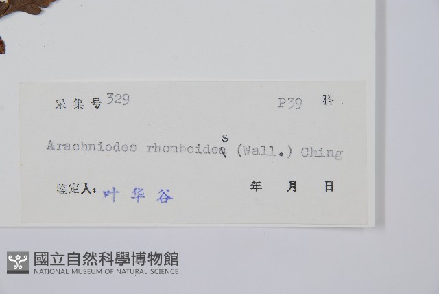 斜方複葉耳蕨藏品圖，第2張