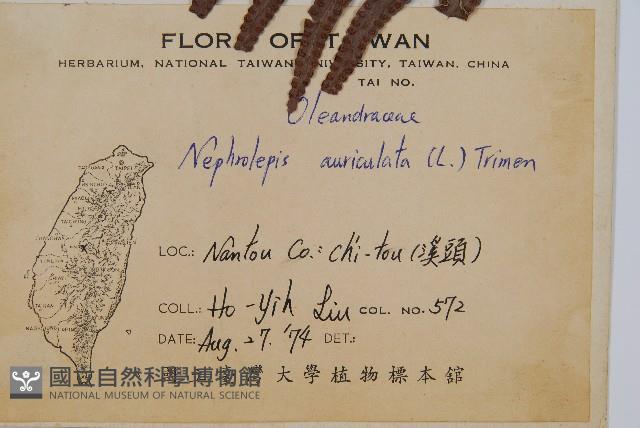 腎蕨藏品圖，第2張