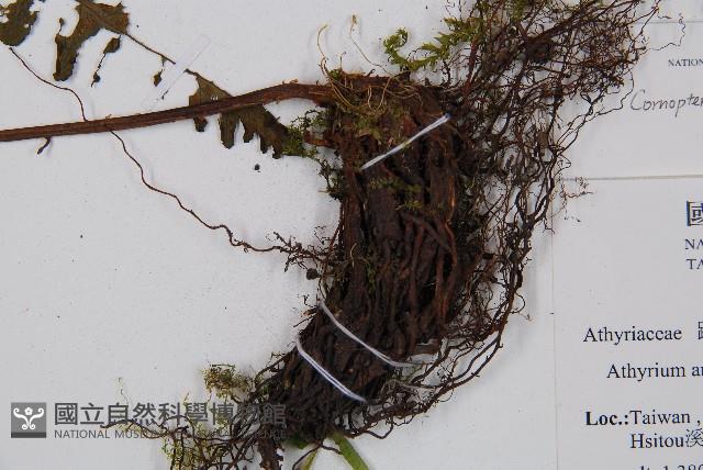 黑葉貞蕨藏品圖，第3張