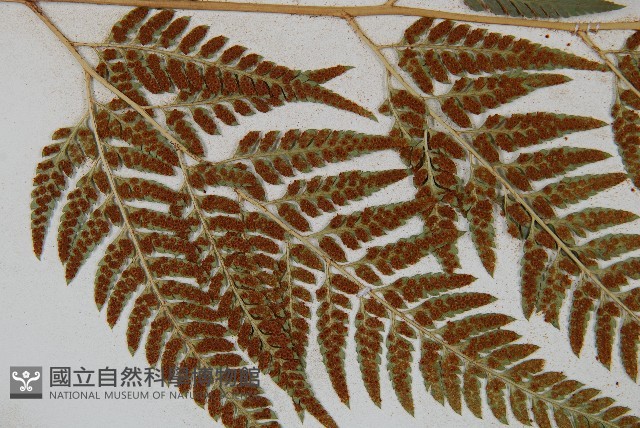 小葉複葉耳蕨藏品圖，第6張