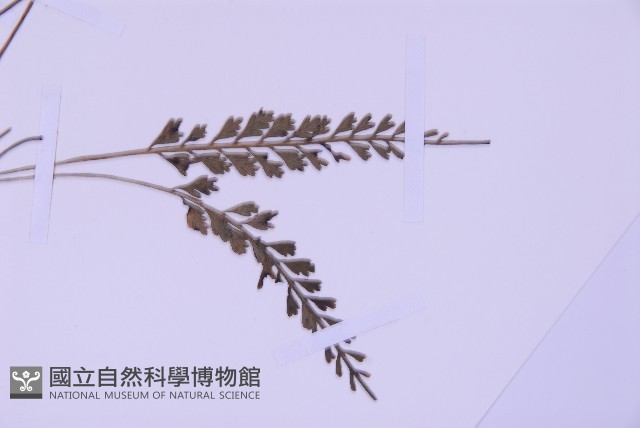 長生鐵角蕨藏品圖，第3張
