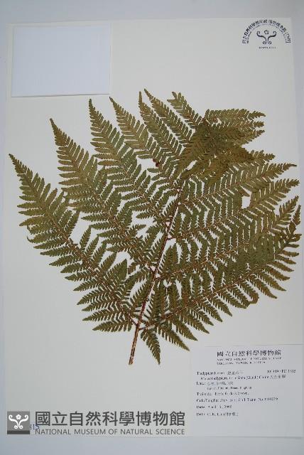 肋毛蕨藏品圖，第3張