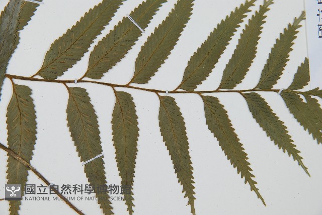 蘭嶼鐵角蕨藏品圖，第3張
