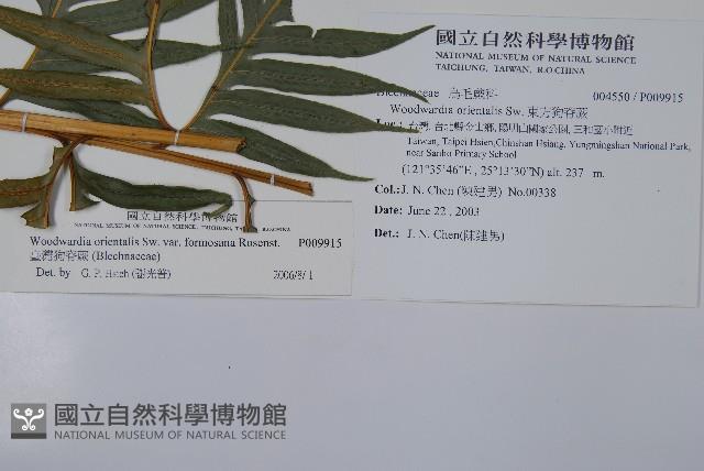 臺灣狗脊蕨藏品圖，第2張