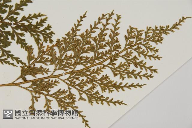 骨碎補鐵角蕨藏品圖，第3張