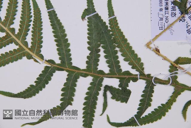 東亞假鱗毛蕨藏品圖，第3張