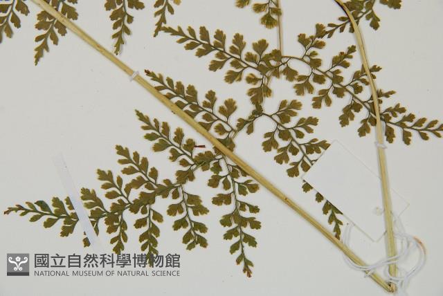 彎柄假複葉耳蕨藏品圖，第3張