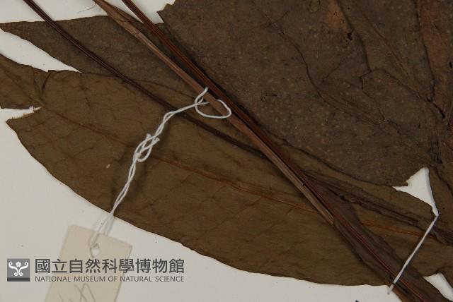 沙皮蕨藏品圖，第3張