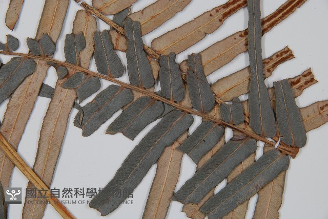 蘇鐵蕨藏品圖，第3張