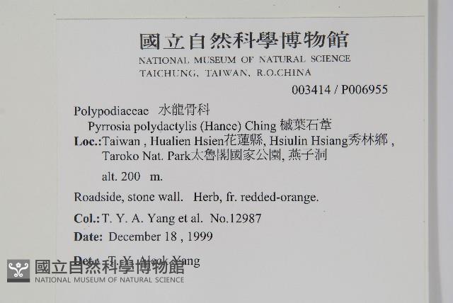 槭葉石葦藏品圖，第2張