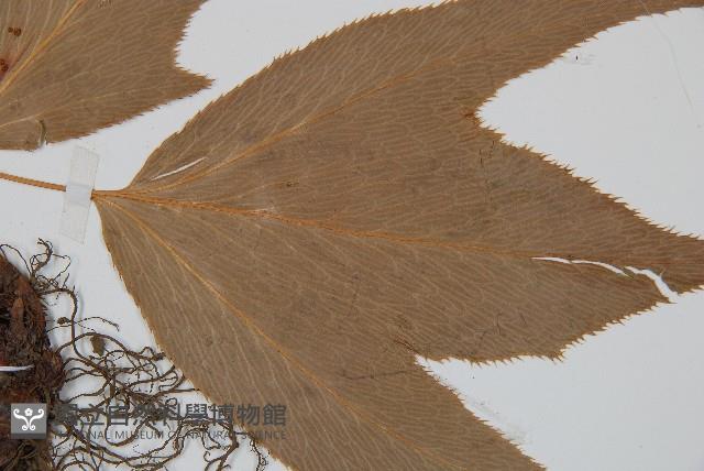 細齒貫眾蕨藏品圖，第3張
