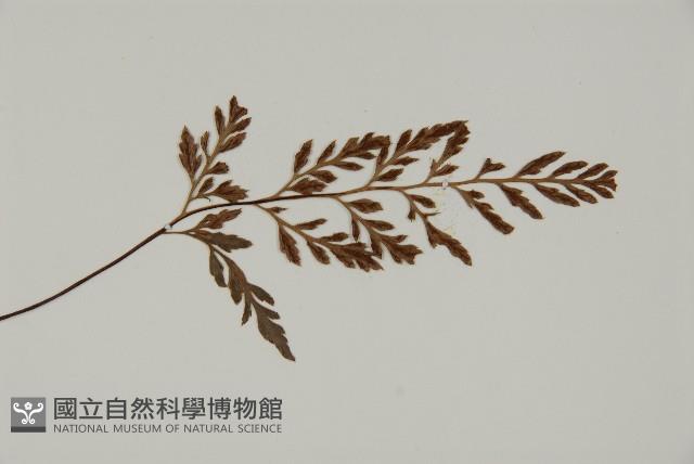 深山鐵角蕨藏品圖，第3張