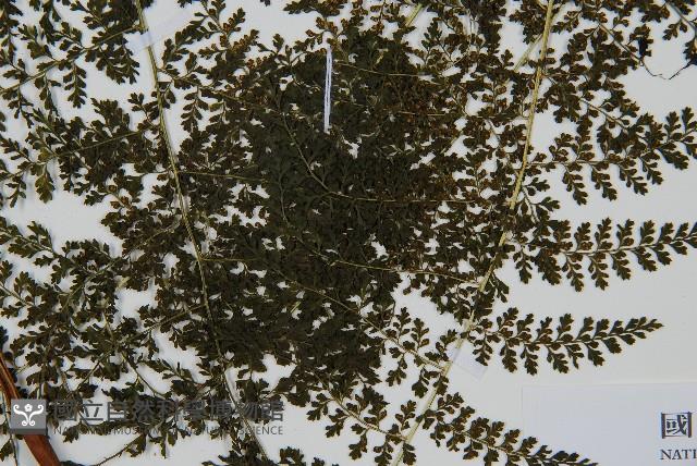 稀子蕨藏品圖，第3張