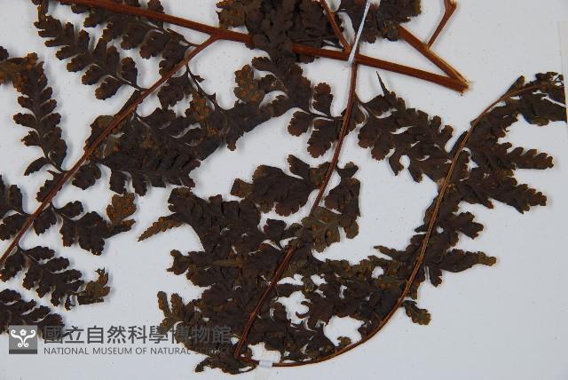 華南鱗蓋蕨藏品圖，第6張