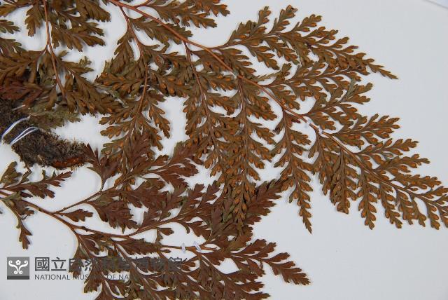 海州骨碎補藏品圖，第3張