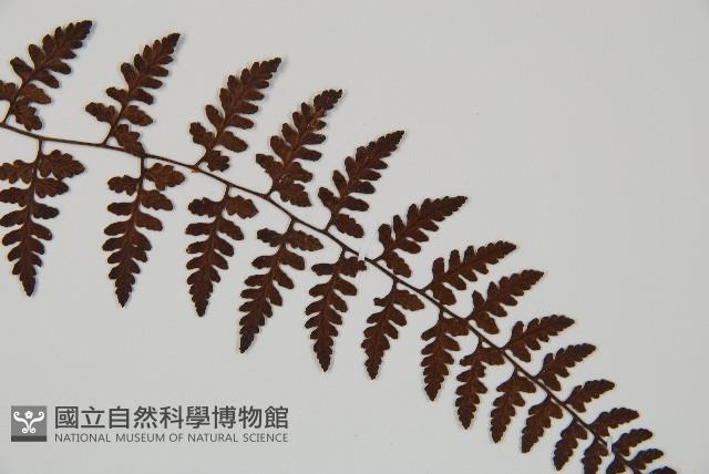 宿蹄蓋蕨藏品圖，第3張