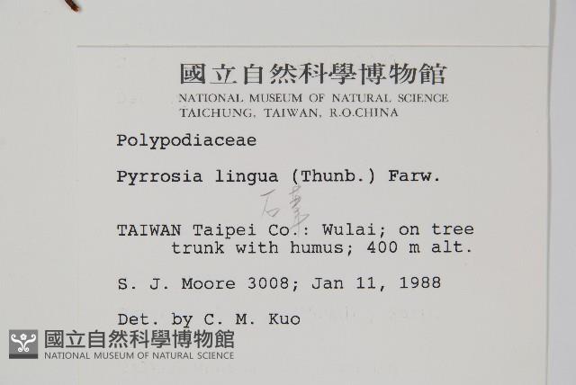 石葦藏品圖，第2張