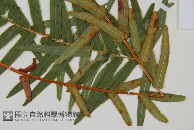 登錄號:P010755藏品圖，第3張