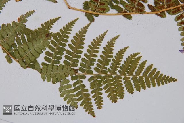 尖齒鱗毛蕨藏品圖，第3張