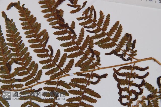 登錄號:P006055藏品圖，第3張