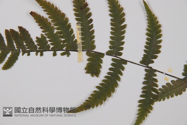 毛軸假蹄蓋蕨藏品圖，第3張