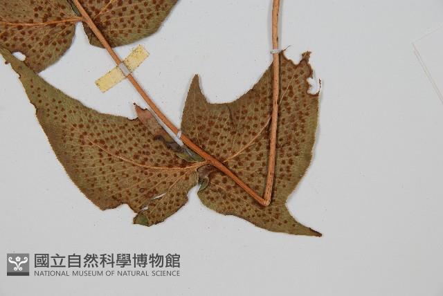 細齒貫眾蕨藏品圖，第3張