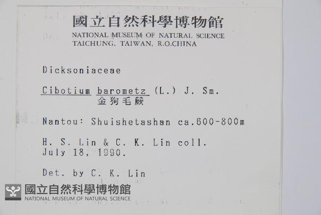 金狗毛蕨藏品圖，第2張