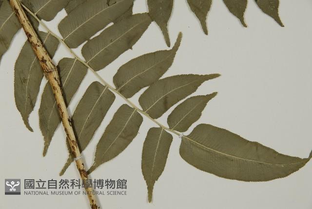 高山鳳丫蕨藏品圖，第3張