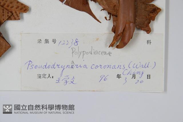 崖薑蕨藏品圖，第2張