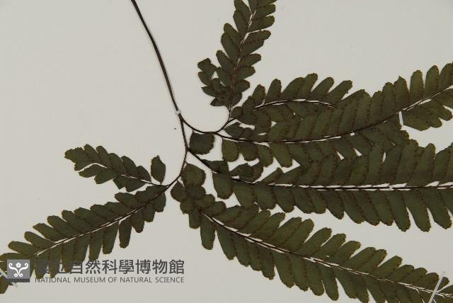 毛葉鐵線蕨藏品圖，第3張