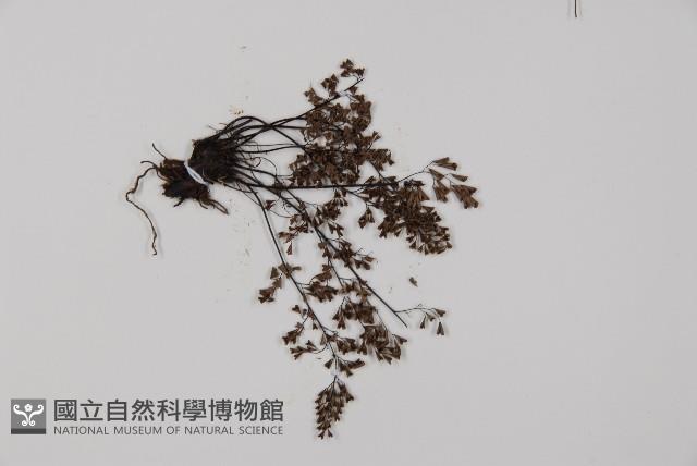 臺灣鐵線蕨藏品圖，第3張